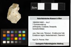 Foto (Objekt + Etiketten) von ? Goniodromites sp. 